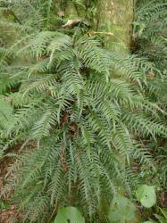 Lecanopteris scandens. Mature plants climbing a tree trunk.
 Image: L.R. Perrie © Leon Perrie CC BY-NC 3.0 NZ